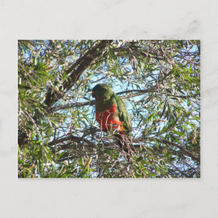 Stylish Green King Parrot With Orange Chest Sittin Postcard