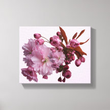 Stylish pale pink cherry blossom trendy modern
