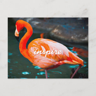Stylish Pink Flamingo Photo Inspire Modern Script Postcard