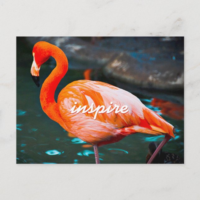 Stylish Pink Flamingo Photo Inspire Modern Script Postcard (Front)