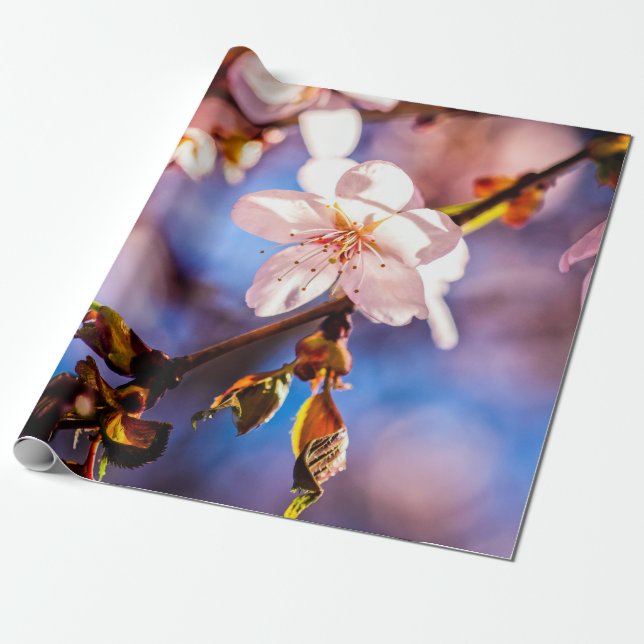 Stylish Sakura Blossoms Wrapping Paper (Unrolled)