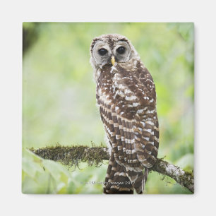 Sub-adult recently having left the nest magnet