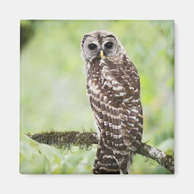 Sub-adult recently having left the nest magnet (Front)