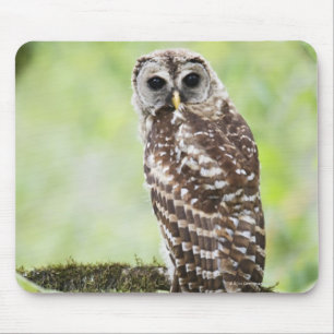 Sub-adult recently having left the nest mouse pad