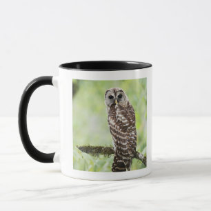 Sub-adult recently having left the nest mug