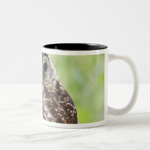 Sub-adult recently having left the nest Two-Tone coffee mug