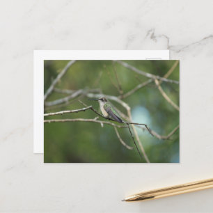 Subtle Beauty Postcard