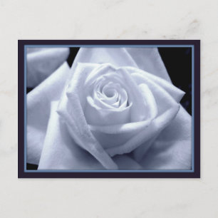 Subtle Blues Postcard