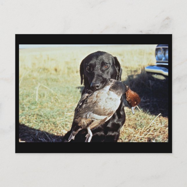 Successful Hunt Postcard (Front)