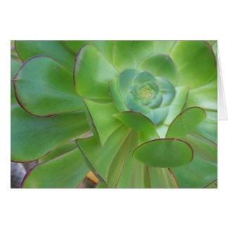 Succulent Beauty...Oxnard California