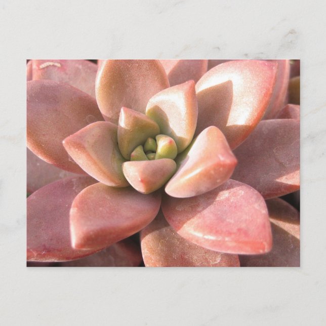 Succulent Cactus Postcard (Front)