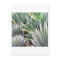 Succulent card Agave 'Blue Glow', 'Blue Flame'