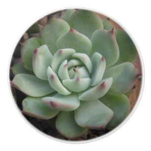 Succulent Ceramic Knob