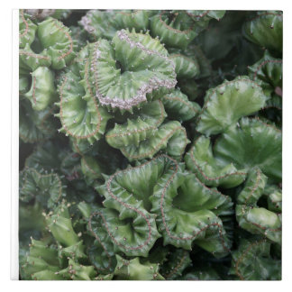 Succulent Ceramic Tile