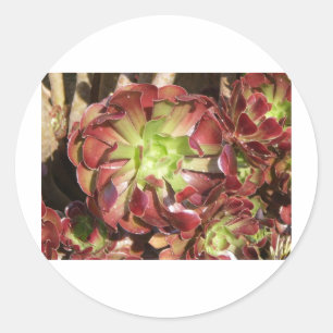 Succulent Classic Round Sticker