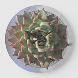 Succulent clock