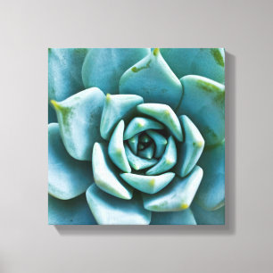 Succulent Closeup Canvas Print