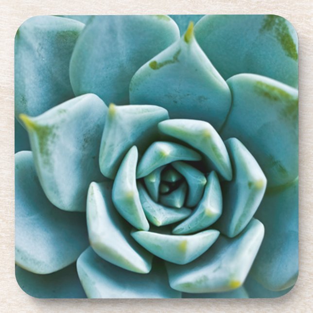 Succulent Closeup Coaster (Front)
