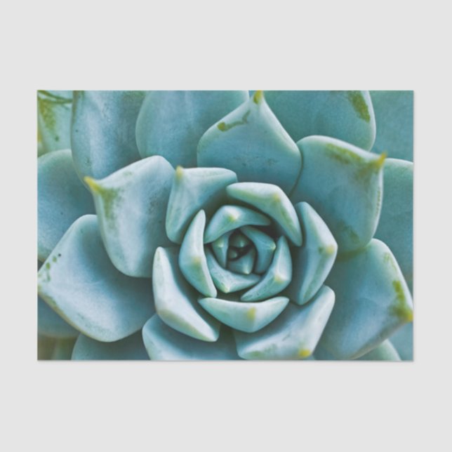 Succulent Closeup Tissue Paper (Front)