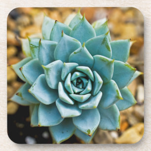 Succulent Coaster