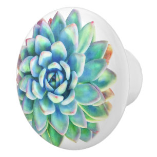 succulent decorative knob