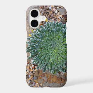 Succulent Desert plant