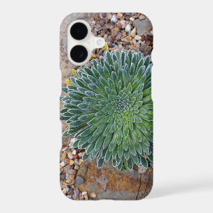 Succulent Desert plant