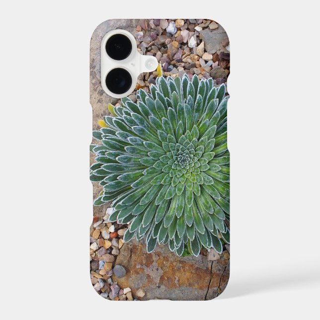 Succulent Desert plant (Back)