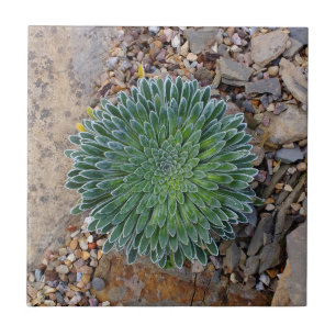 Succulent Desert plant Ceramic Tile