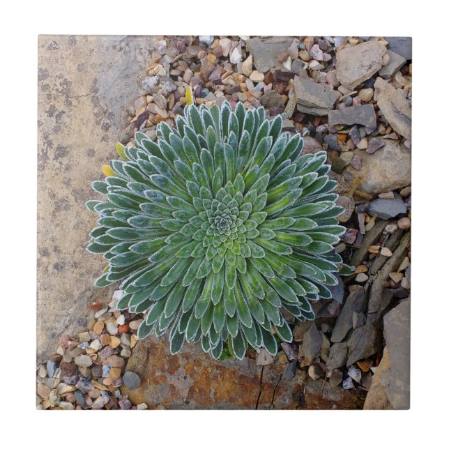 Succulent Desert plant Ceramic Tile (Front)