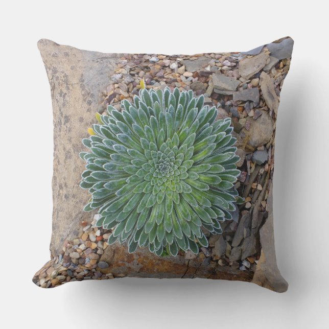 Succulent Desert plant Cushion (Front)