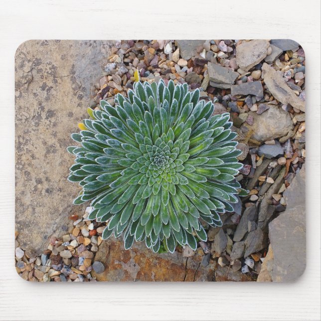 Succulent Desert plant Mouse Pad (Front)