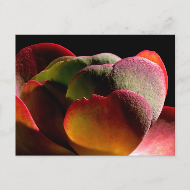 Succulent Desert Plant Postcard (Front)
