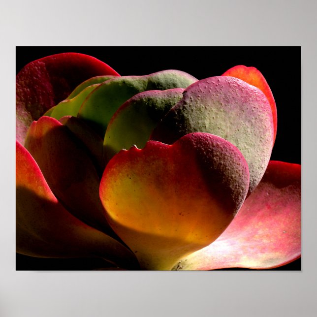 Succulent Desert Plant Poster (Front)