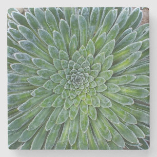 Succulent Desert plant Stone Coaster