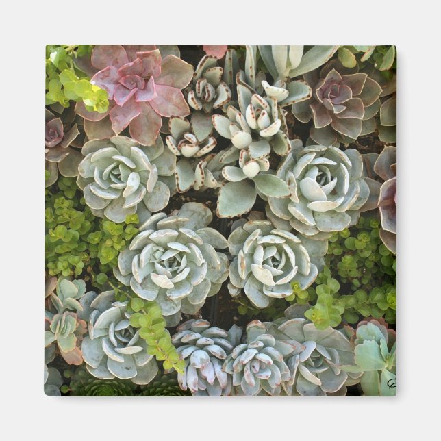 Succulent Garden 1 Magnet (Front)
