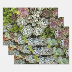 Succulent Garden 1 Wrapping Paper Sheet