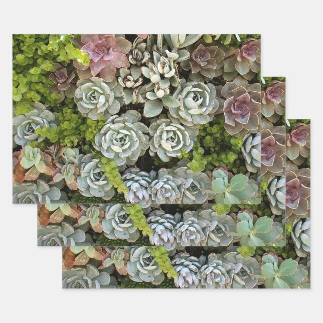Succulent Garden 1 Wrapping Paper Sheet (Set)