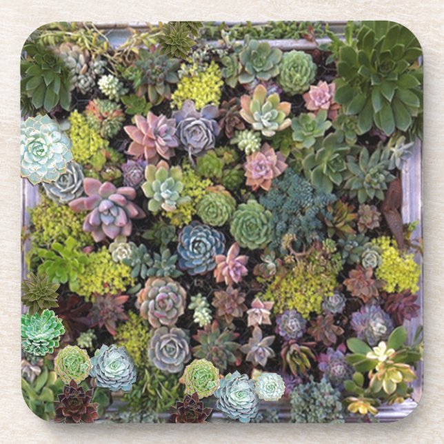 Succulent garden design coaster (Front)