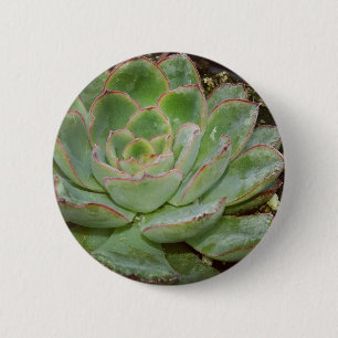 Succulent, Hen and Chicks 6 Cm Round Badge