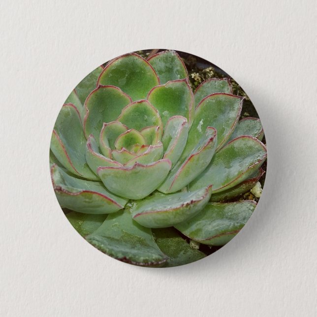 Succulent, Hen and Chicks 6 Cm Round Badge (Front)