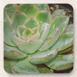 Succulent, Hen and Chicks Coaster