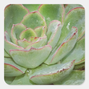 Succulent, Hen and Chicks Square Sticker