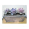 Succulent in Silver Container by Succulent Designs