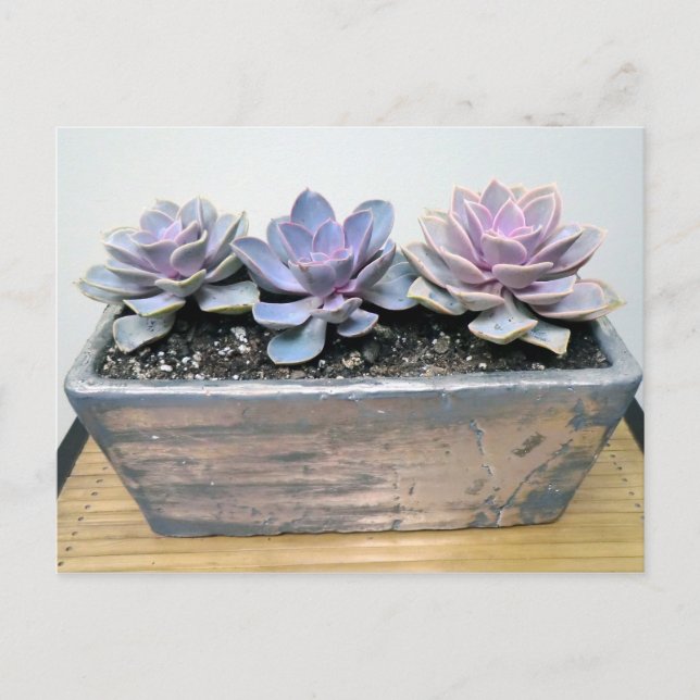 Succulent in Silver Container by Succulent Designs Postcard (Front)