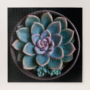 Succulent jigsaw puzzle