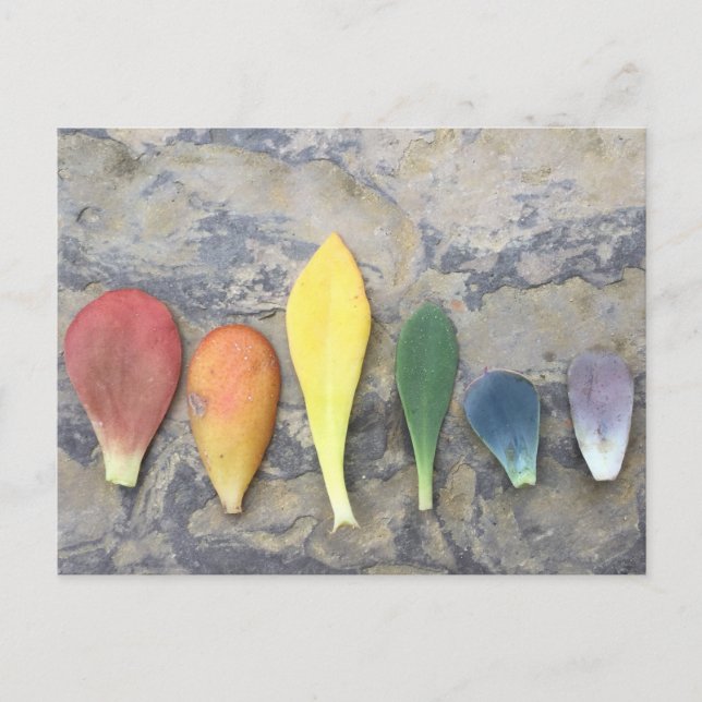 Succulent Leaf Rainbow Postcard (Front)