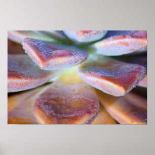 Succulent Leaves Poster