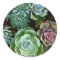 Succulent Love
