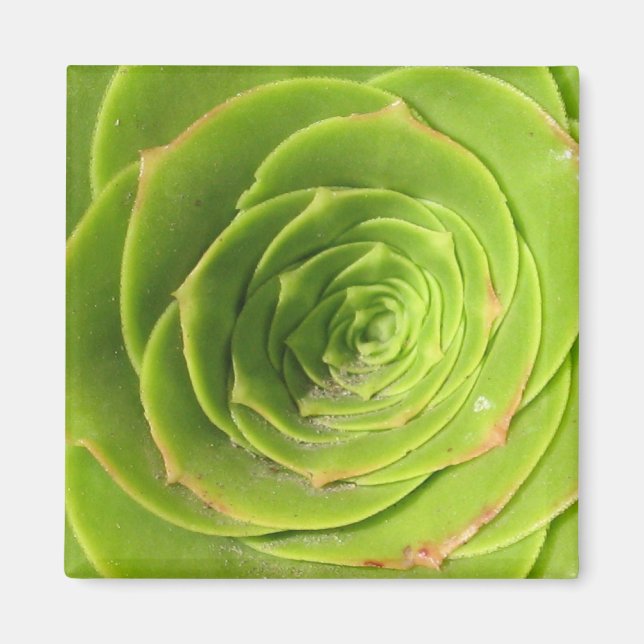 Succulent Magnet (Front)